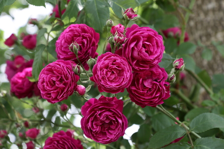 Geschwinds Schönste foto Klara Kopač